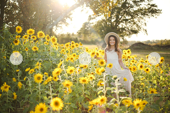 Sunflower-124