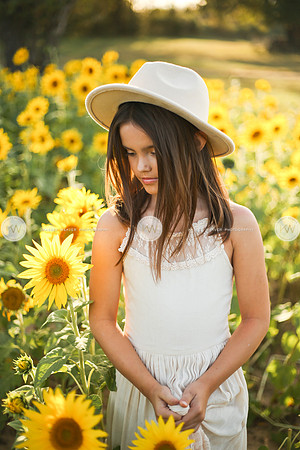 Sunflower-127