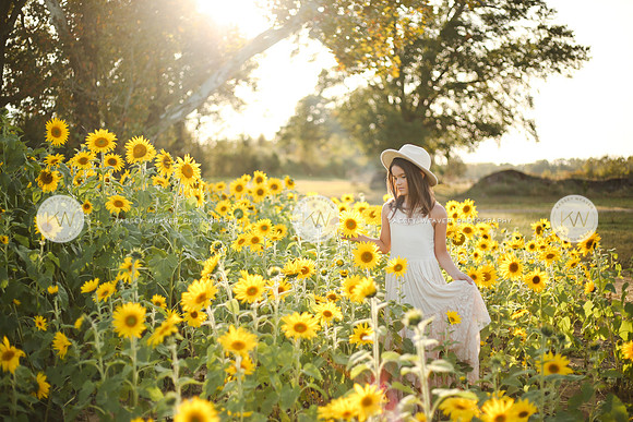 Sunflower-123