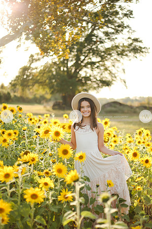 Sunflower-125