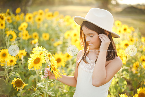 Sunflower-129