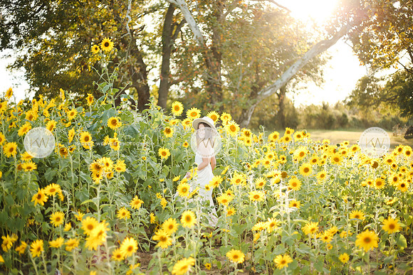 Sunflower-133