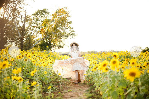 Sunflower-137
