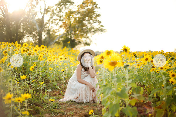 Sunflower-142