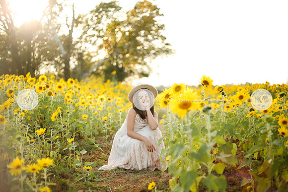 Sunflower-143