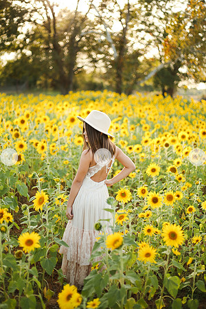 Sunflower-144