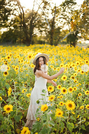 Sunflower-146