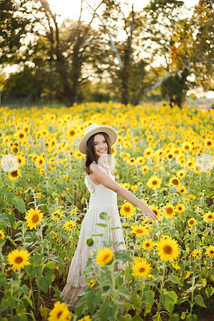 Sunflower-147