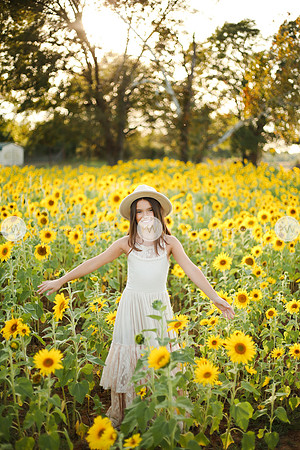 Sunflower-148