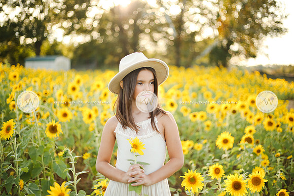 Sunflower-149