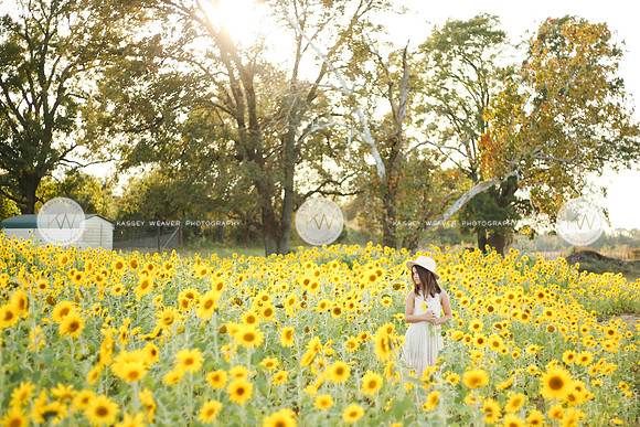 Sunflower-151