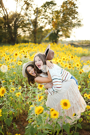 Sunflower-152