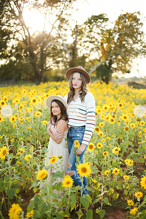 Sunflower-153