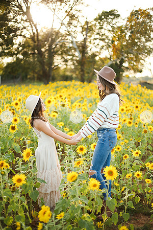 Sunflower-155