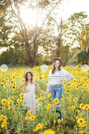 Sunflower-156