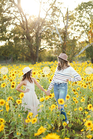 Sunflower-157