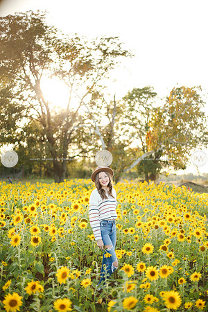 Sunflower-158