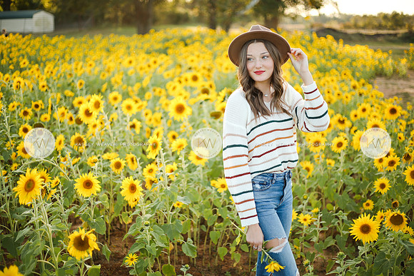 Sunflower-160