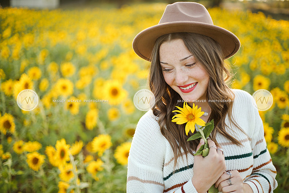 Sunflower-161