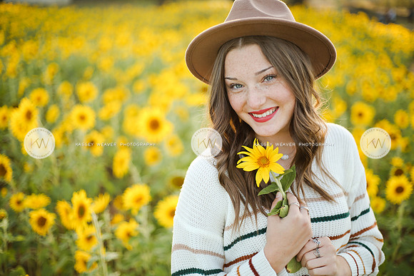 Sunflower-162