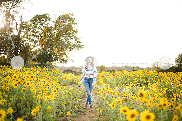 Sunflower-165