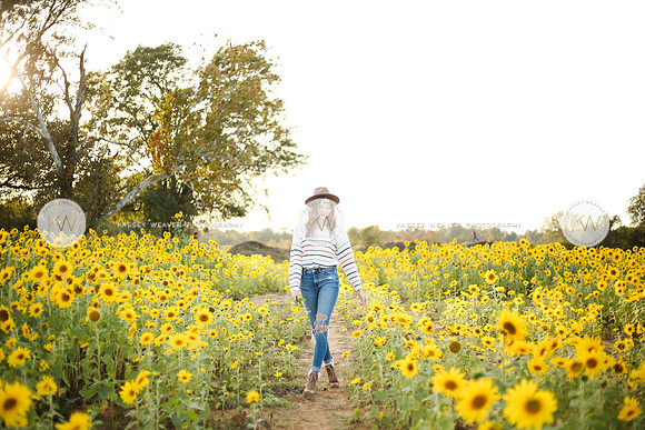 Sunflower-166