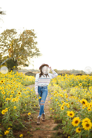 Sunflower-168