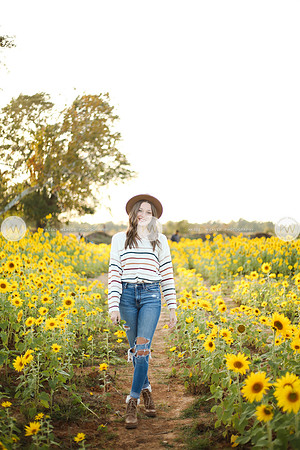 Sunflower-169