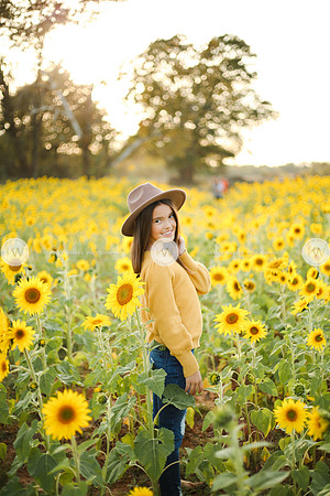 Sunflower-171