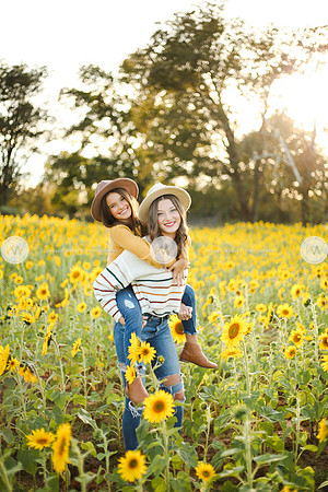 Sunflower-174