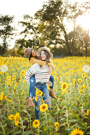 Sunflower-176
