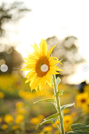 Sunflower-181