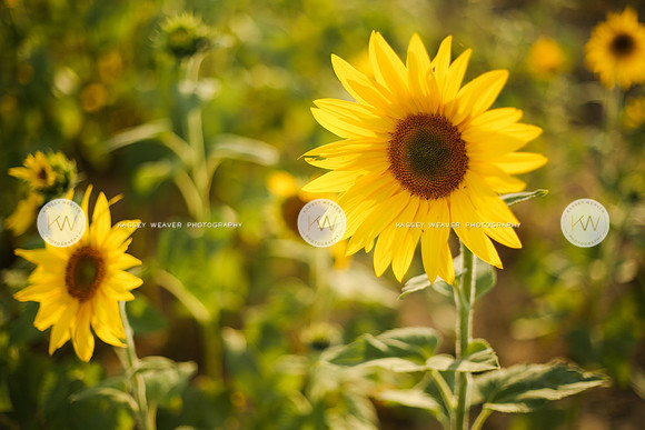 Sunflower-182