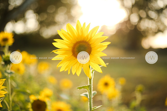 Sunflower-183