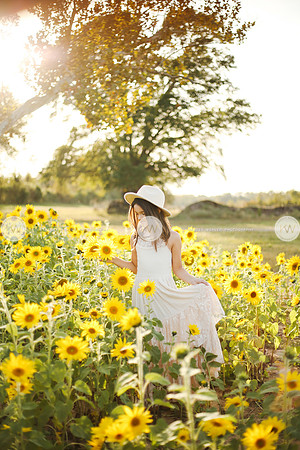 Sunflower-126