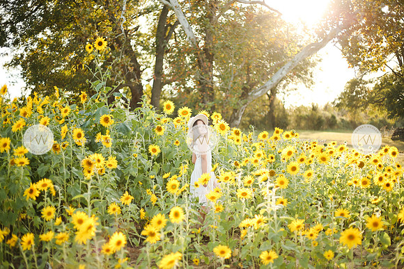 Sunflower-134