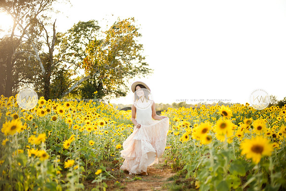 Sunflower-138