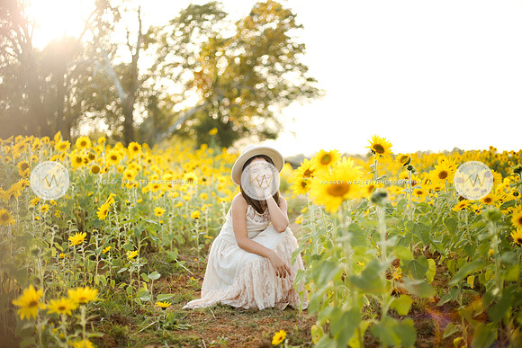 Sunflower-141