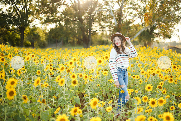 Sunflower-159