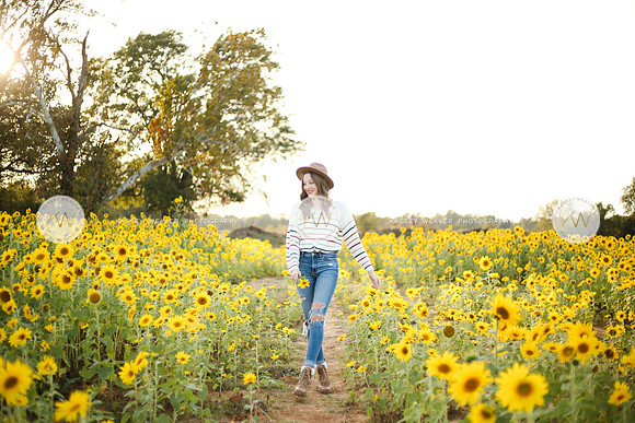Sunflower-167